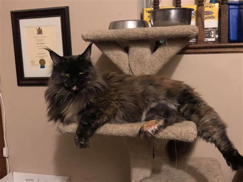 The Maine Coon: A Mix Of Several Different Breeds – CatsInfo