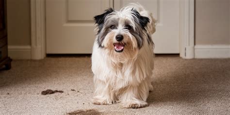 how to get dog poop stains out of carpet