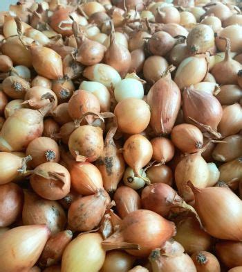 Цибуля-саджанка Брекстон, 0.5 кг – 1 кг » Village-Agro