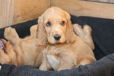 Cocker Spaniel Information - Dog Breeds at thepetowners