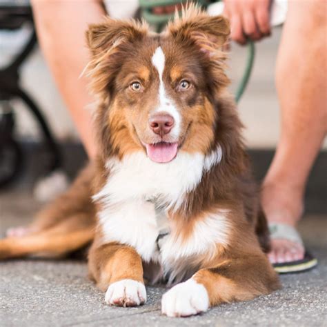 Australian shepherd photo of the month – Artofit
