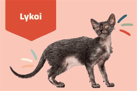 Lykoi Cat Breed Information & Characteristics