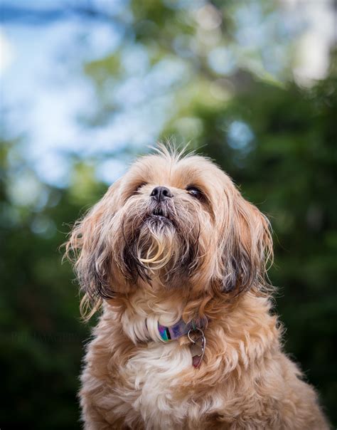 New Dog Photography: Trixie, shih-tzu/terrier mix; Stratford, NJ » Pet Imagery by Lauren Kaplan