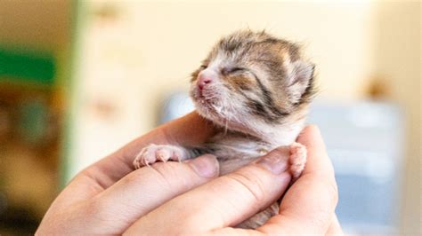 What to Do if You Find Kittens Outside - GiveThemTen.org