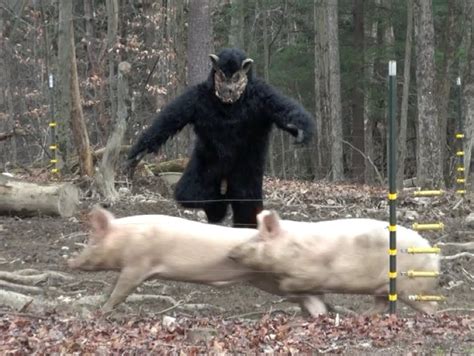 HOGZILLA CAPTURED ON VIDEO - YouTube