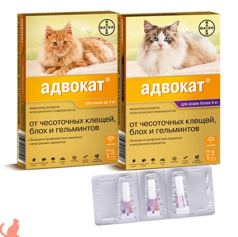 Капли от клещей для кошек: рейтинг, рекомендации по лечению