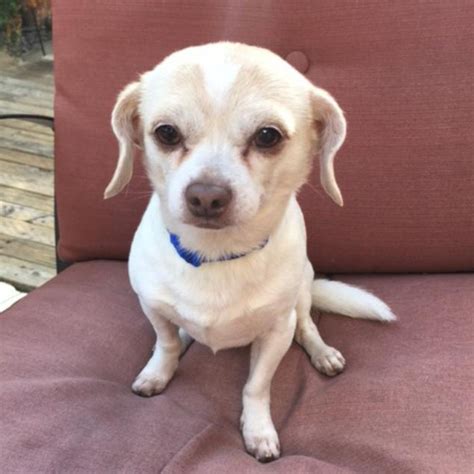 White Chihuahua Pug 439198185.jpg