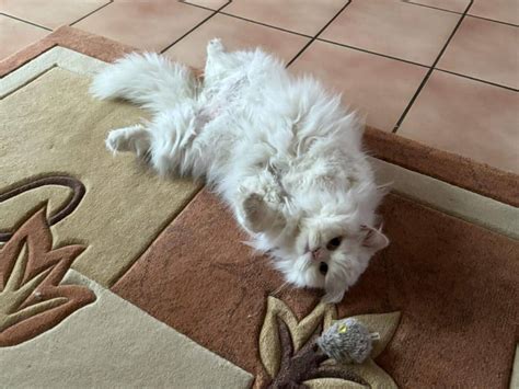 Die Geheimnisse glücklicher Katzen | Pepe the Cat