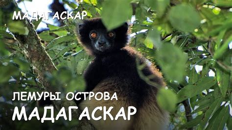 Мир Приключений - Лемуры Мадагаскара. Самый маленький лемур. Раномафана ...
