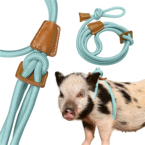 pet pigs mini
