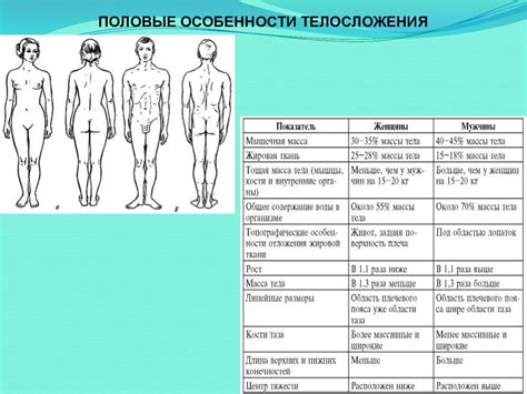 Анатомия человека. Значение анатомии для медицины. История анатомии ...