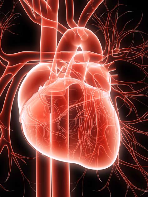 diagram diagram   heart mydiagramonline