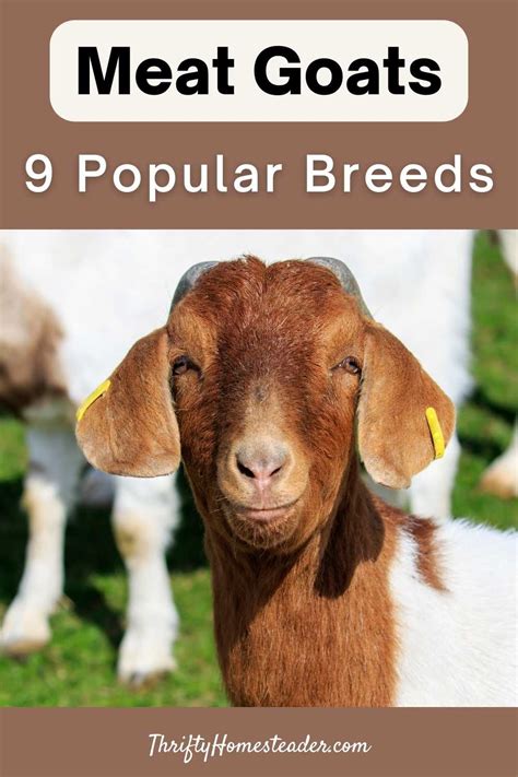 What Are Meat Goat Breeds at Jennifer Samantha blog