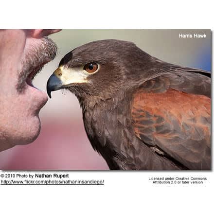 Harris’s Hawks or Harris Hawks (Parabuteo unicinctus) | Earth Life