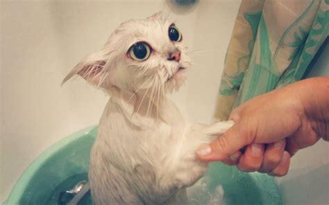 Нужно ли купать кошек