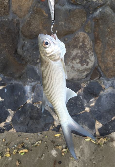 moi Archives - Hawaii Nearshore Fishing