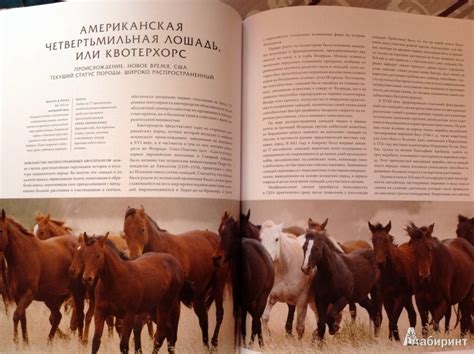 Книга: Лошади навсегда. Иллюстрированная энциклопедия - Тамсин Пикерел ...