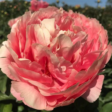 Каталог - Пионы Peonyshop