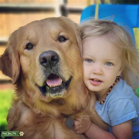 Male Golden Retriever - Stud Dog in DFW, United States | Breed Your Dog