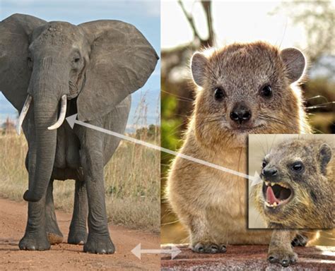 hyrax-elephant588 | The Pterosaur Heresies