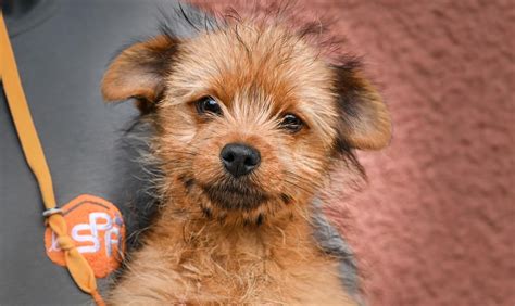 Adoption de Jumper: Indéfinie chien ratier de prague, région Occitanie