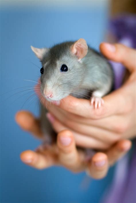 Fancy Rats Portraits Stories 5