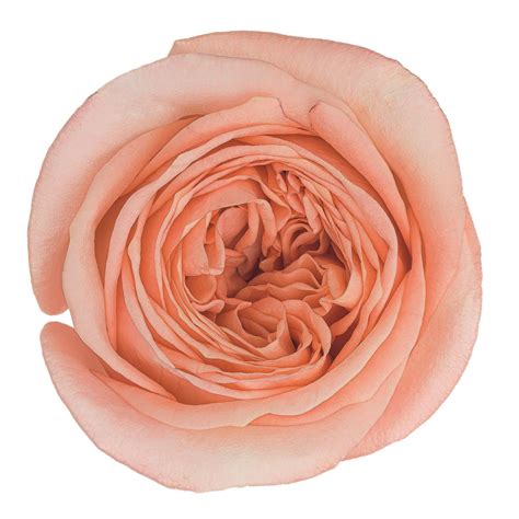 Лондон Ай - Одноголовые - Каталог роз - Каталог - roseline8.make.inspiro.su