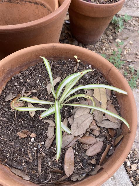 Two years later, this airplane plant propagation is stalled: roots are ...