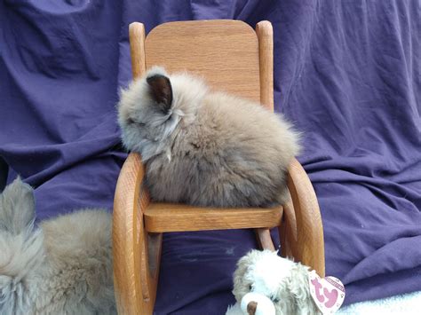 how to take care of a lionhead bunny