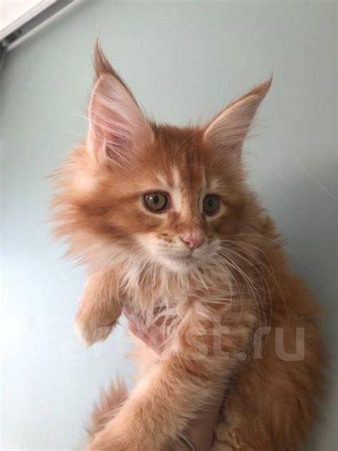 Котёнок Мейнкуна, в наличии. Цена: 30 000₽ в Хабаровске