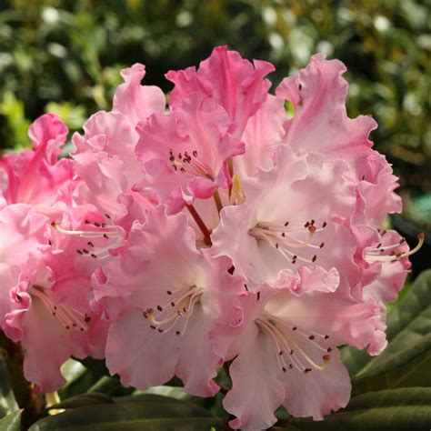 Landmark Rhododendron | Plant Addicts
