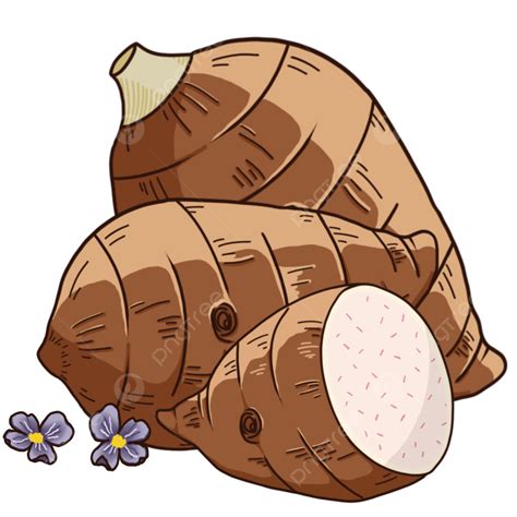 Taro Bulbs Illustration, Taro, Vegetable, Taro Bulbs PNG Transparent ...