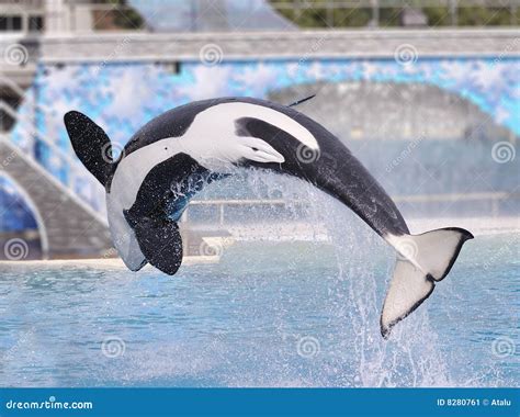 Killer Whale stock image. Image of marine, ocean, perform - 8280761
