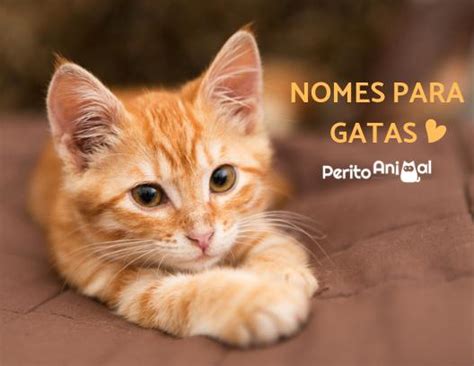 + de 200 NOMES para gatos FÊMEAS Adultos e Filhotes