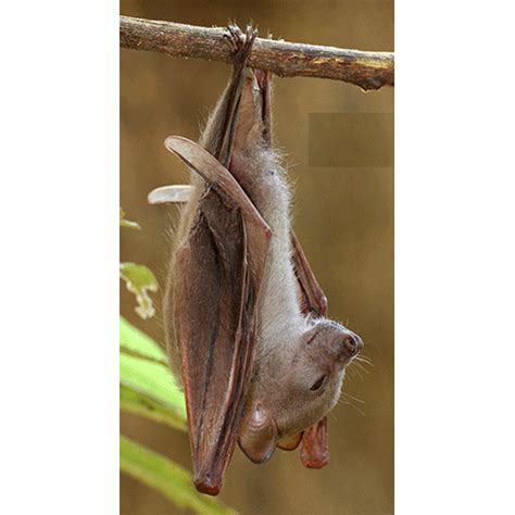 Крылановые (Pteropodidae) | LifeCatalog