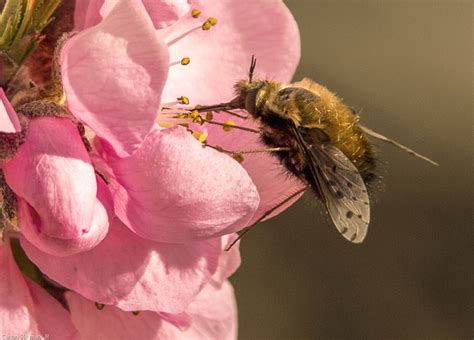 Greater Bee Fly Insect Pollinate - Free photo on Pixabay - Pixabay