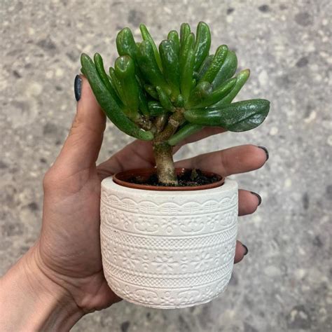 Растение ⌀ 5 Crassula OVATA 'RED HORN TREE' (Крассула, Толстянка ...