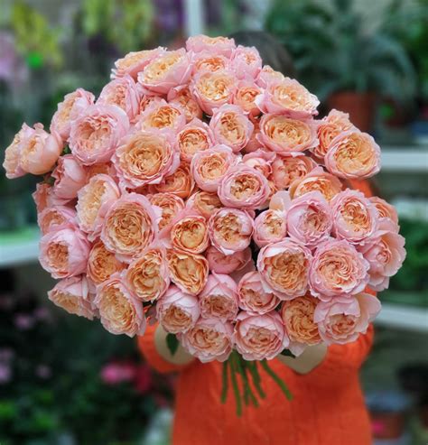 Пионовидные кустовые розы Джульетта | Доставка круглосуточно | flower25.ru