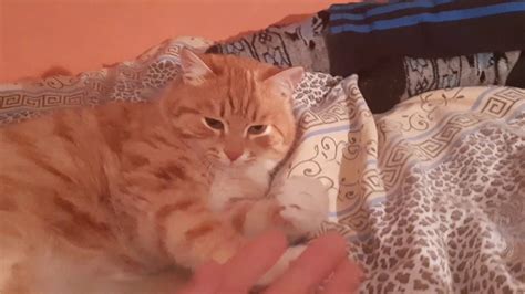 😼😺😸😹😻😽🙀😿😾мысық - YouTube