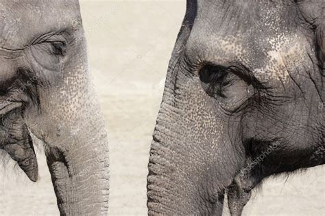 elephant talk stock photo imagecom