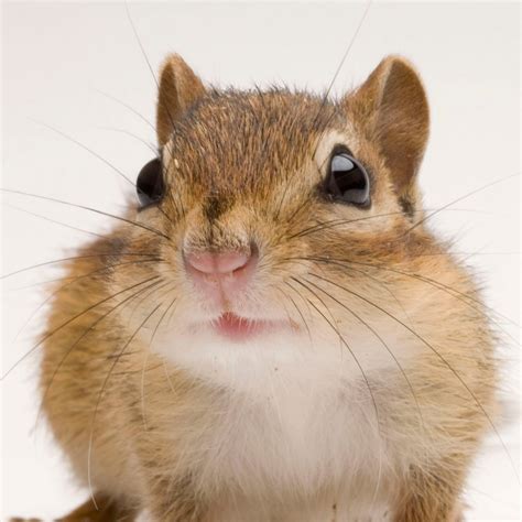 Why Do Chipmunks Have Big Cheeks