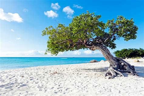 Divi-divi boom tree at the sunny beach in Aruba - Beach Wallpapers