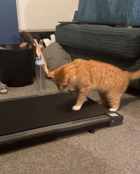 This Cat's Attempt To Use A Treadmill Will Make You Laugh Out Loud