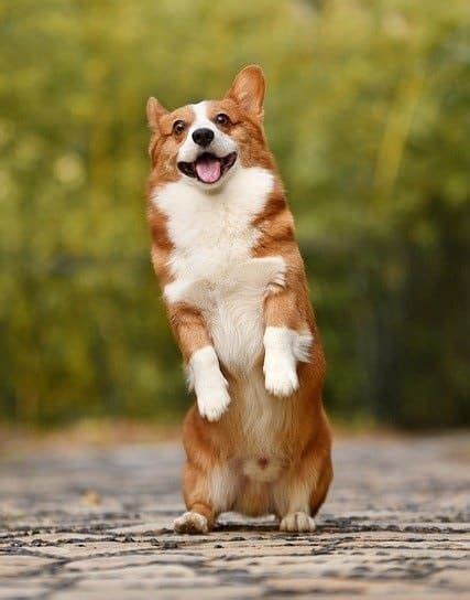 Can Dogs Still Ejaculate When Neutered