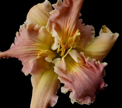 WHEN YOU ARE STRANGE – Ladybug Daylilies