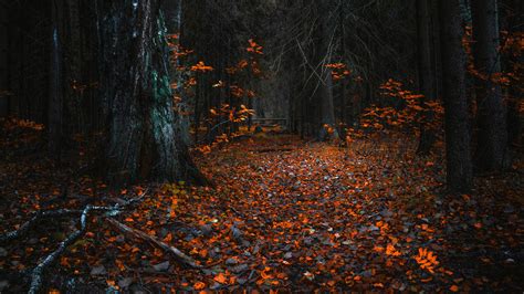 Autumn Forest During Evening Time 4K HD Nature Wallpapers | HD