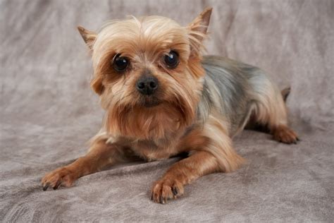 What to Do if Your Senior Yorkie Won’t Eat - Yorkie Universe