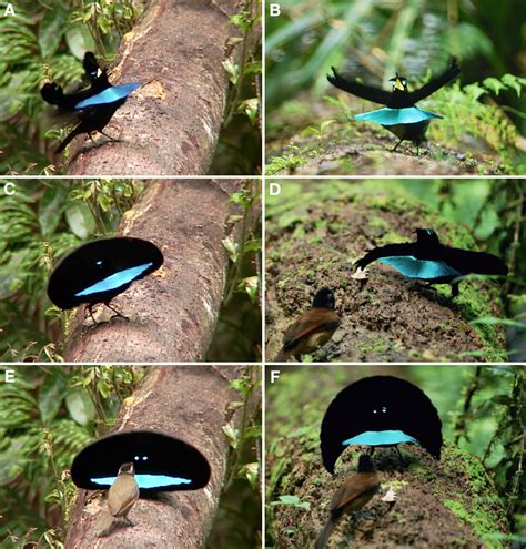 Species New to Science: [Ornithology • 2018] Distinctive Courtship ...