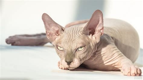 Лысые кошки (33 фото) | Кошка сфинкс, Котята, Белые кошки