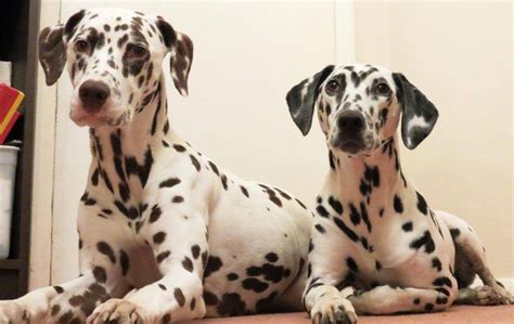 1000+ images about Dalmatians on Pinterest | Dog art, Pets and 101 ...